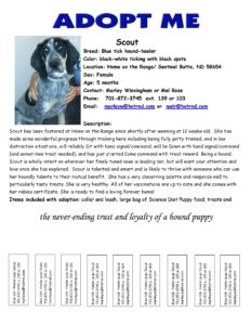 Adopt Scout
