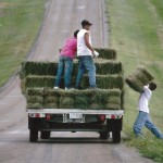 Boys from Home on the Range Stacking Hay at the Ranch