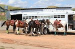 horses tied to horse trailer
