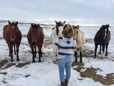 Five horses facing a girl on the other side of the fence in the winter