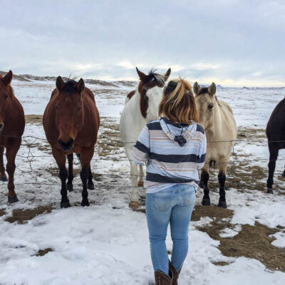 Five horses facing a girl on the other side of the fence in the winter